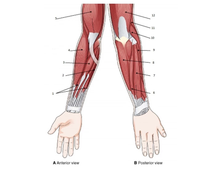 Arm Muscle Labeling Quiz
