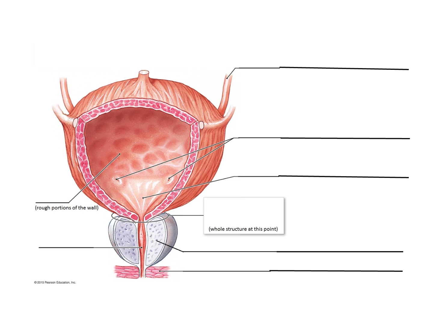 Bladder Game Bladder Quiz