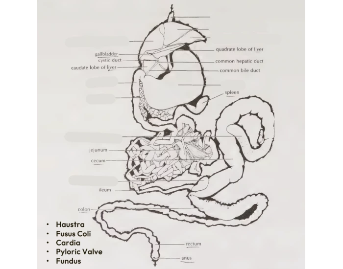 Digestive system of Rabbit Quiz