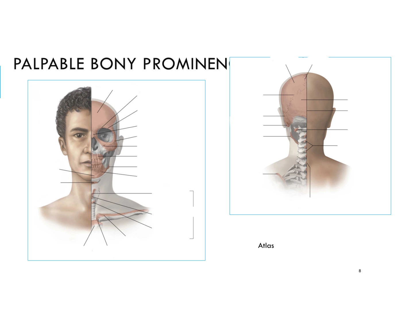 Palpable In A Sentence Palpable bony prominences of head and neck Quiz