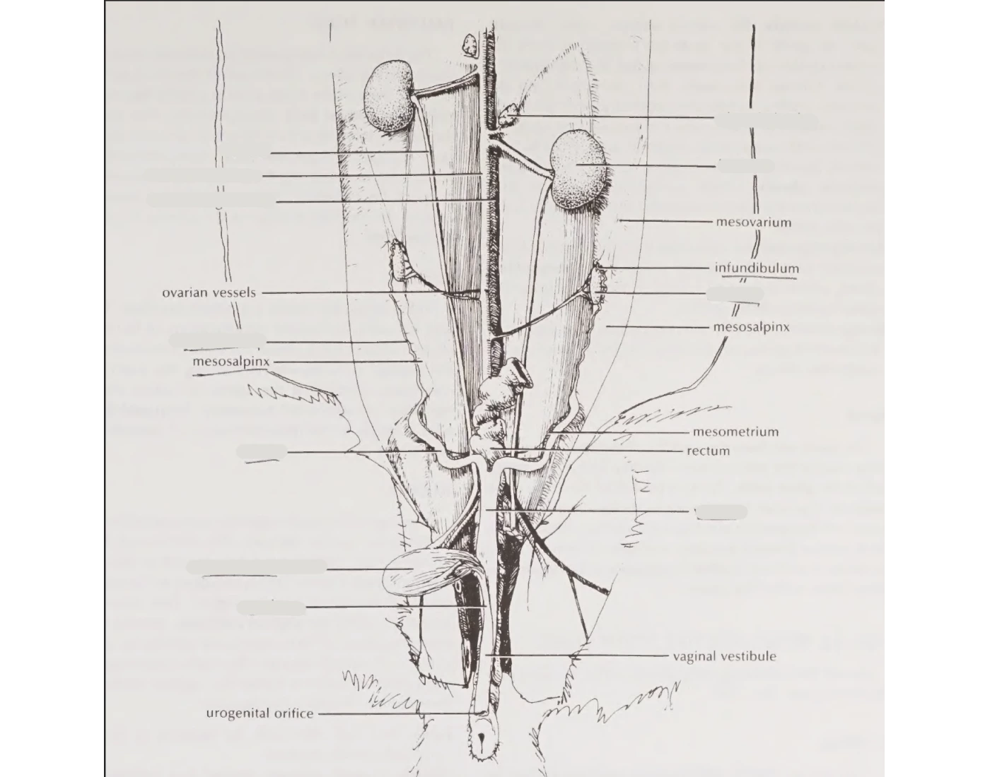 Urogenital System of Rabbit (Female) — Printable Worksheet