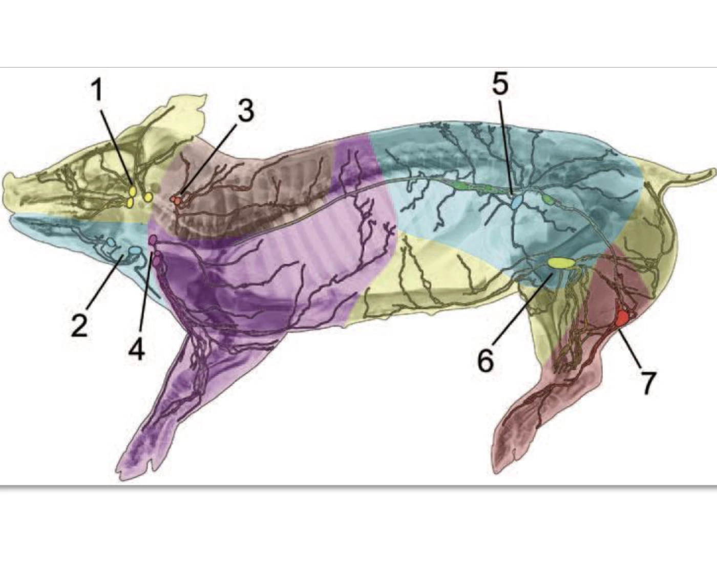 Chicken Lymphatic System Porcine lymphatic system anatomy — Printable Worksheet