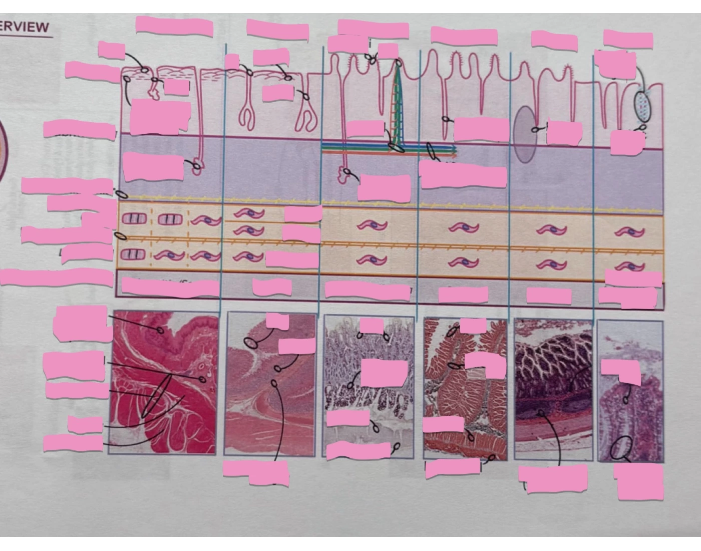 GI Track Histology Quiz