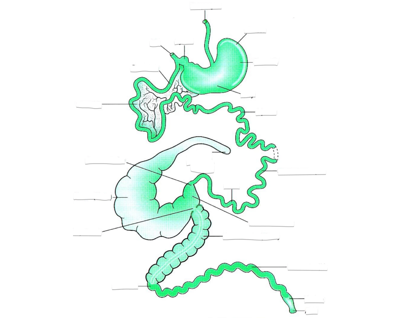 RABBIT GIT ANATOMY Quiz