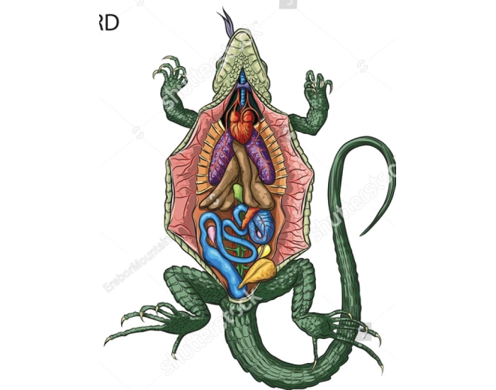 Lizard Dissection Quiz