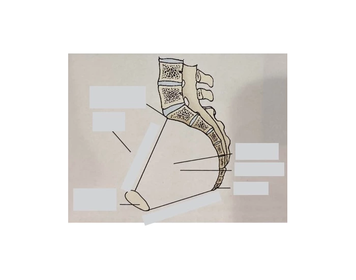 Inlet and Outlet of True Pelvis Quiz