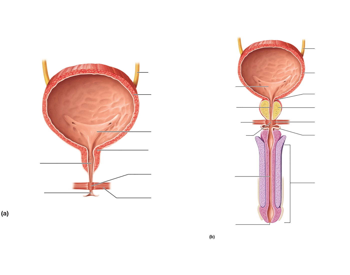 Bladder Game Urinary bladder (female and male) Quiz