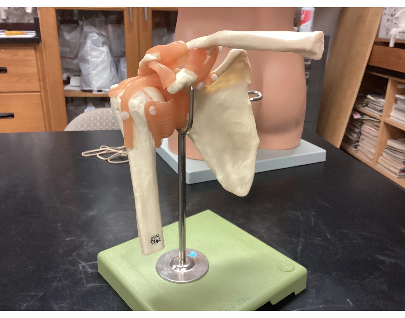 Shoulder model labeling Quiz