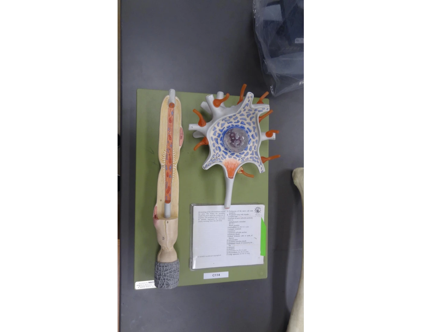 Neuron Model White — Printable Worksheet