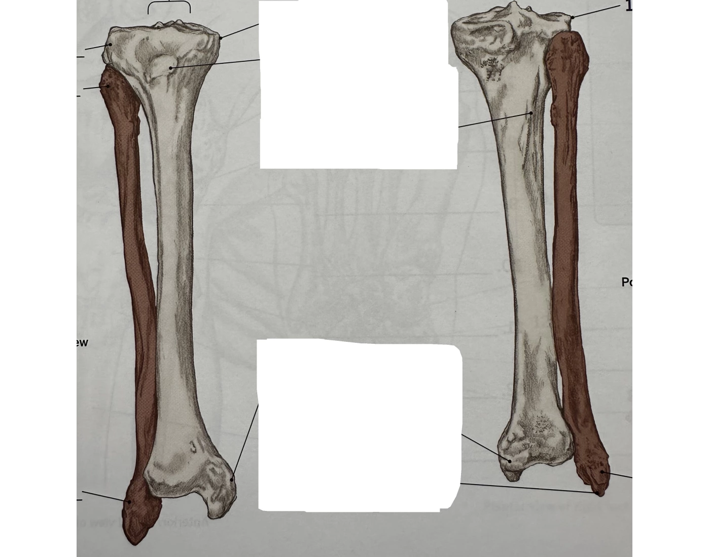 Anterior & posterior tibia & fibula — Printable Worksheet