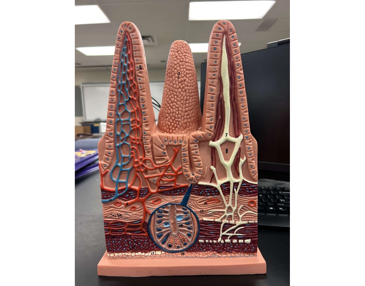 Intestinal Villi Model Quiz