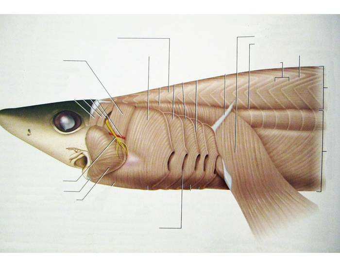 Shark- Lateral Muscle View Quiz