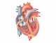 Heart Anatomy Practice Quiz I