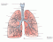 UCCS Lower Respiratory  Tract Anatomy