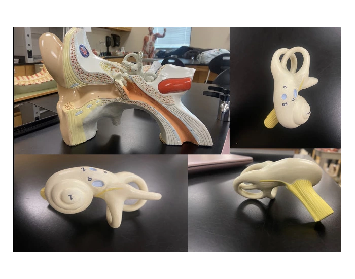Ear lab models — Printable Worksheet