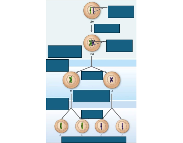 interphase to meiosis — Printable Worksheet