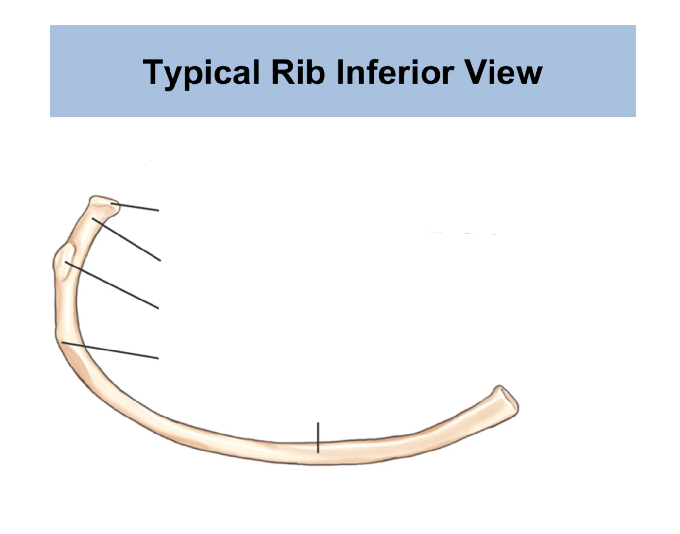 Inbd Closure Rib Rib- inferior view Quiz