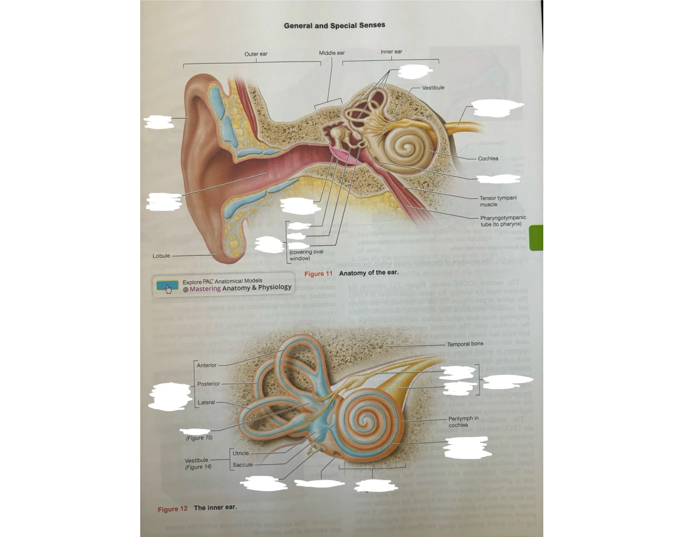 Ndcs Inner Ear Worksheet The Ear and Inner Ear. ā Printable Worksheet