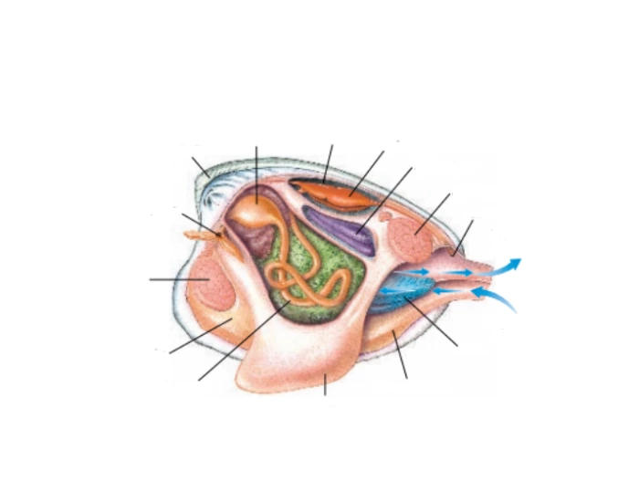 Internal Anatomy of the Clam — Printable Worksheet
