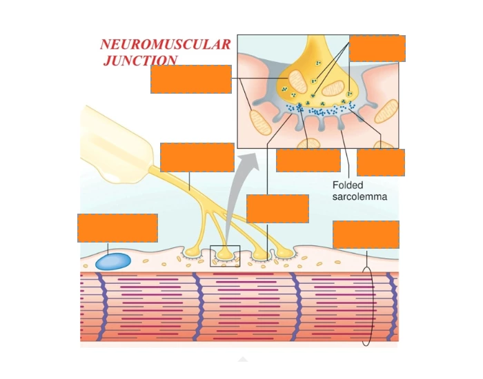 Labeling Neuromuscular Junction — Printable Worksheet