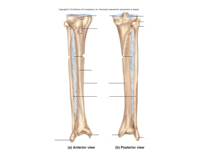 Fibula and Tibia Bone Markings — Printable Worksheet