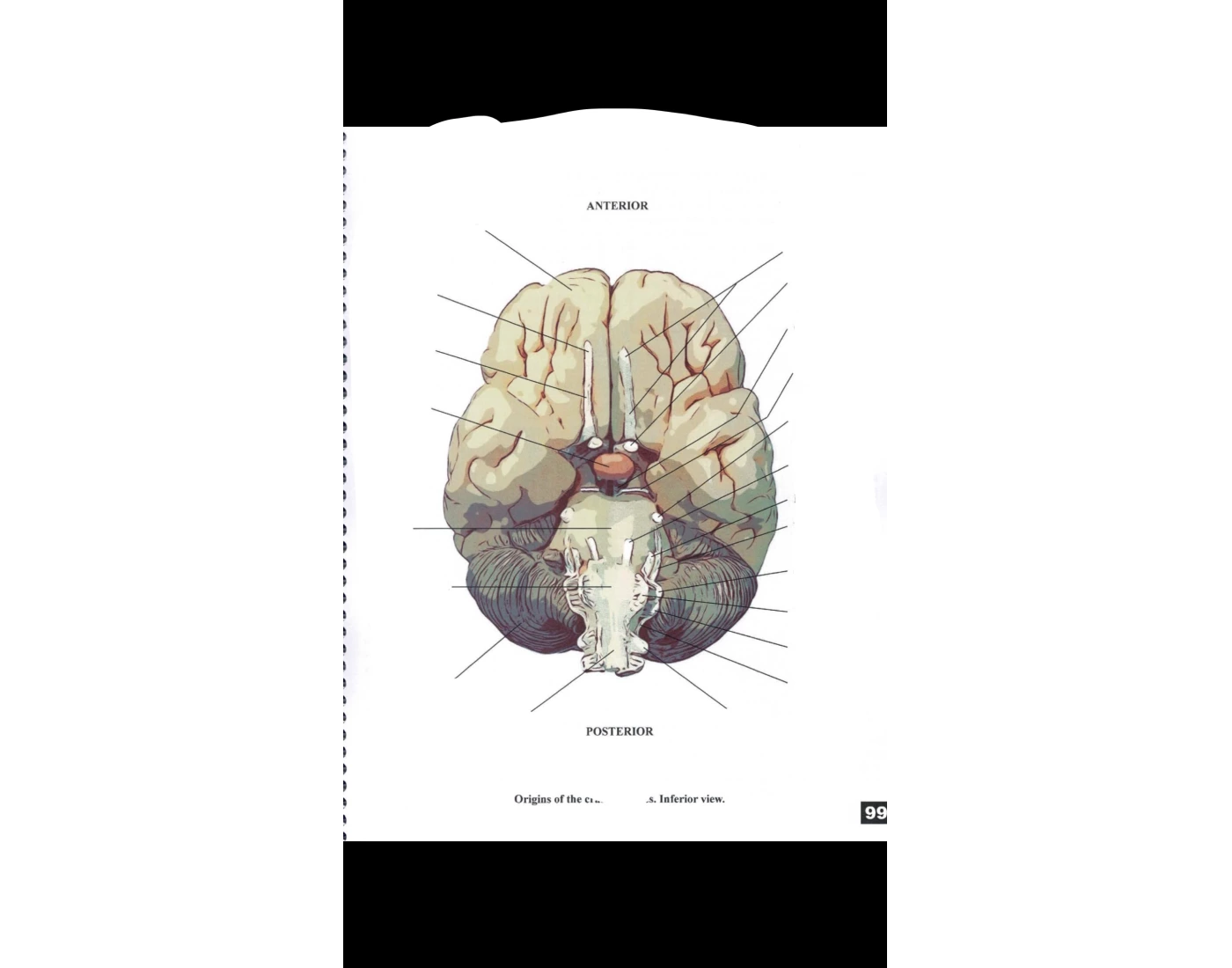 bio 233 brain again Quiz