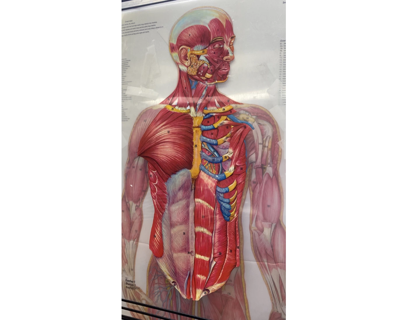 Trunk Head Labeling trunk, head, and neck muscles. — Printable Worksheet