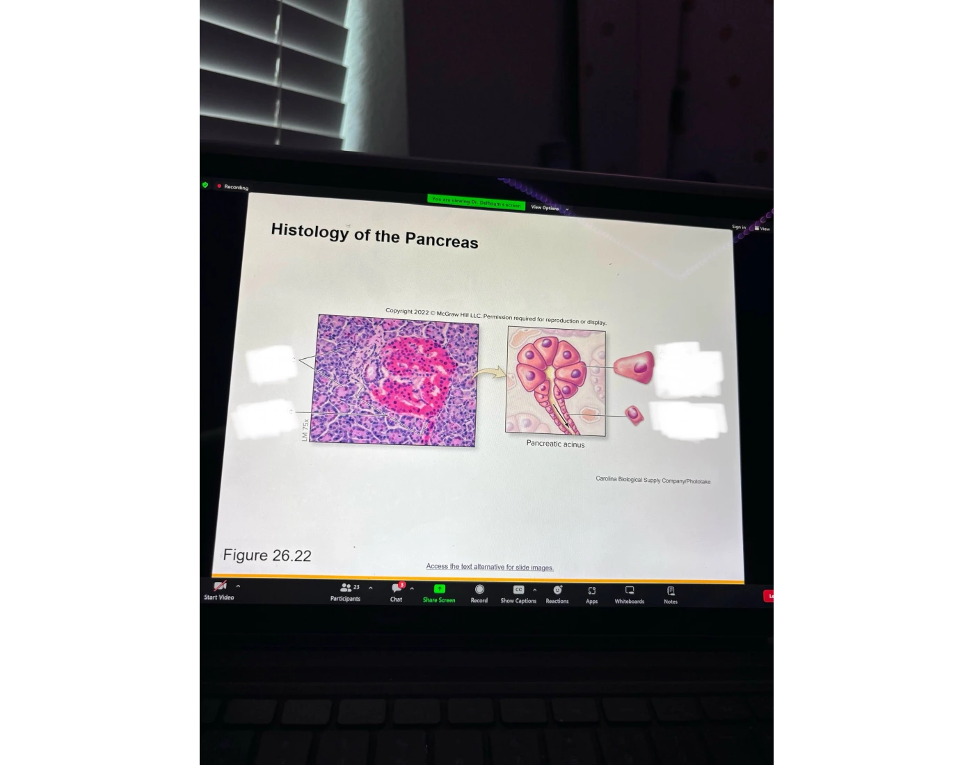 histology of the pancreas — Printable Worksheet