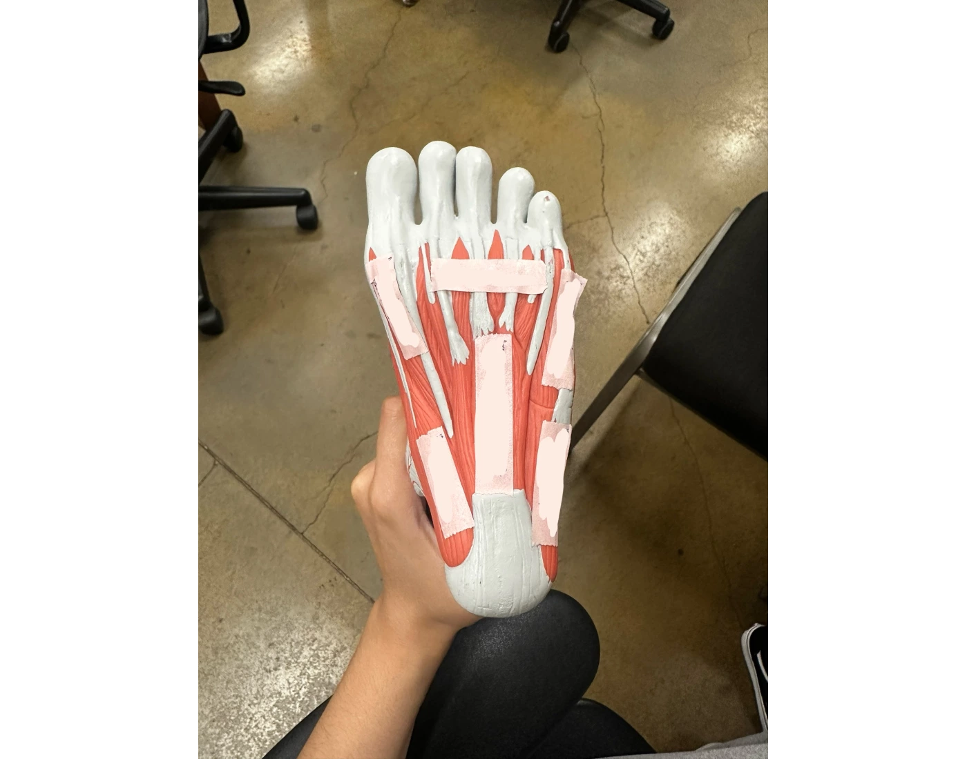 Foot muscle model — Printable Worksheet