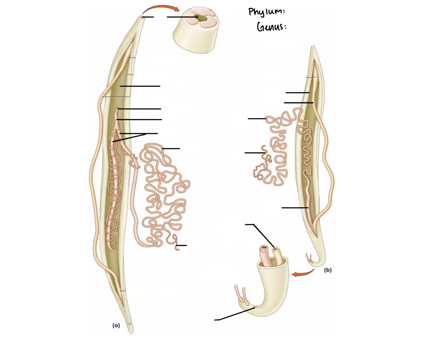 Roundworm dissection — Printable Worksheet