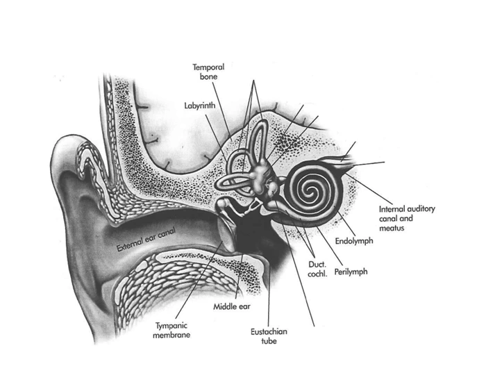 Ndcs Inner Ear Worksheet Inner Ear Labeling 2 ā Printable Worksheet