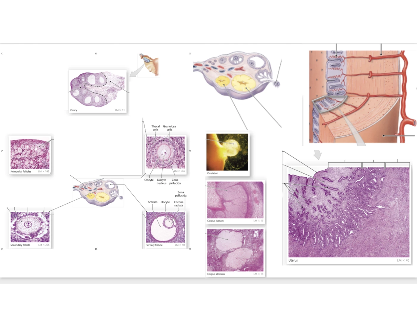 Female Rep Sys station 22: microscopic anatomy of female rep sys — Printable Worksheet