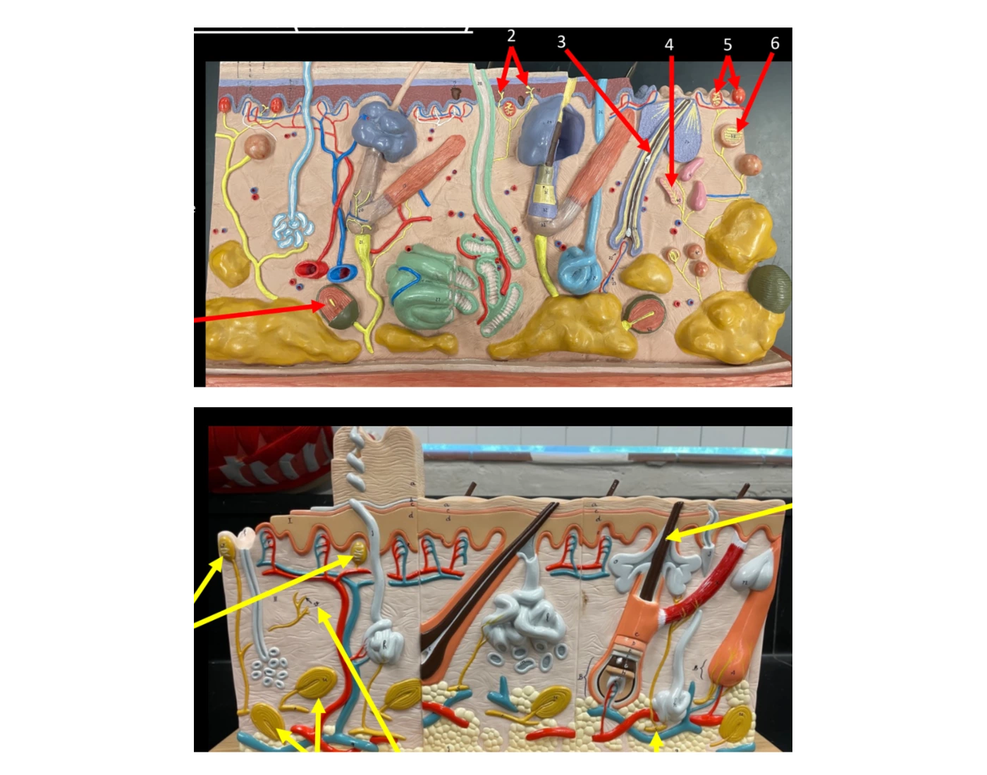 Integumentary Lab Models Bio 67A Lab - Exam 4 - Integument Model Quiz