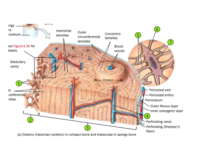 bone tissue Quiz