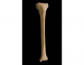 Parts of the Tibia