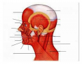 Face and Head Muscles Quiz