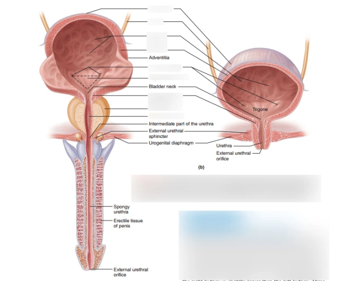 Bladder Game Urinary Bladder Quiz
