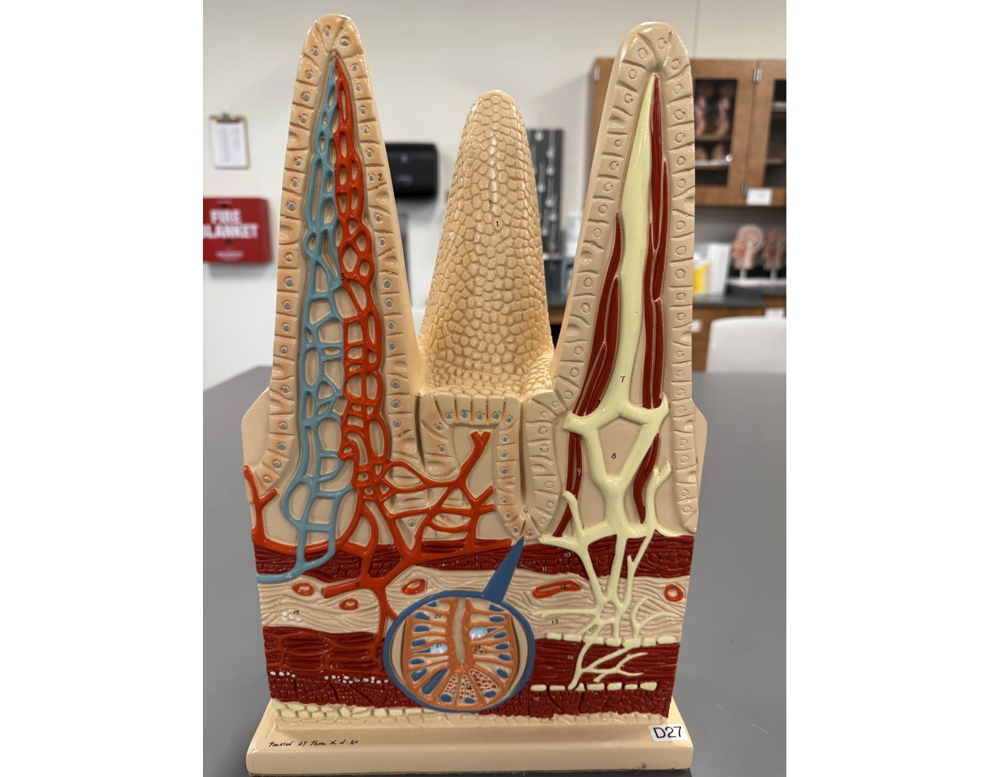 Intestinal Villi Model Quiz