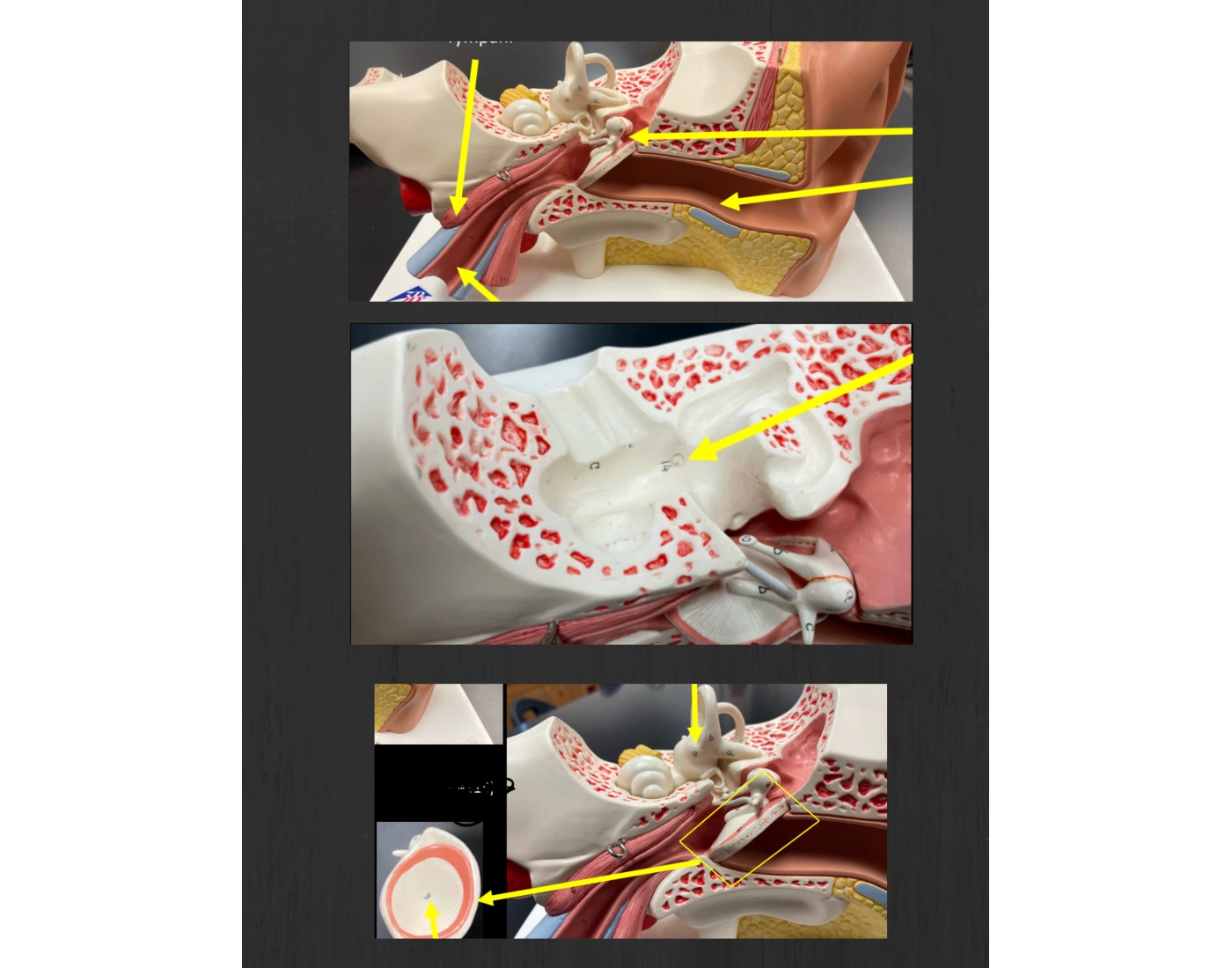 Bio 67A Lab - Exam 4 - Ear Model (Small Model) Quiz