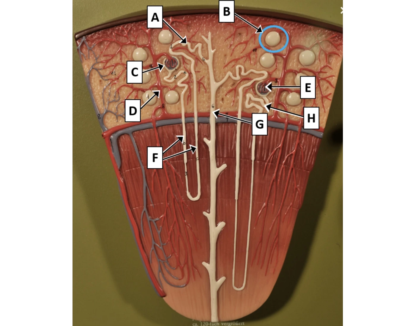 Nephron Worksheet.pdf Microscopic anatomy of nephron — Printable Worksheet
