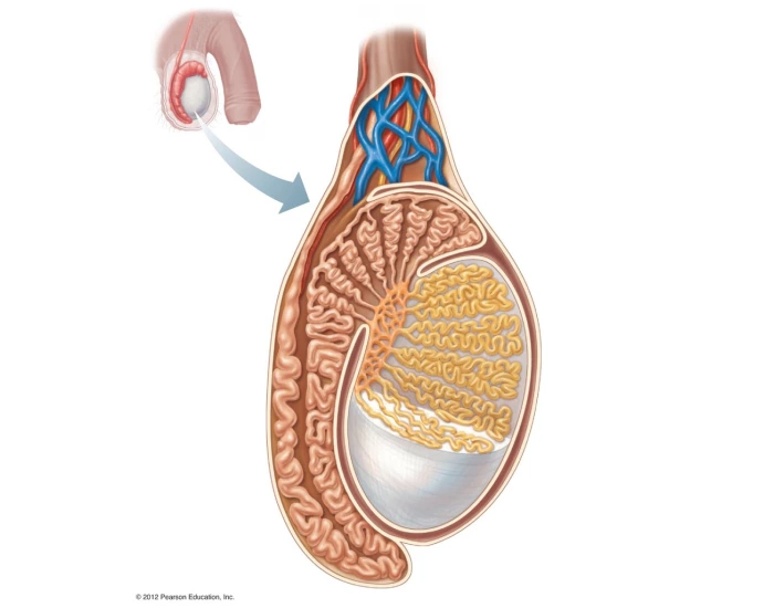 testis anatomy Quiz