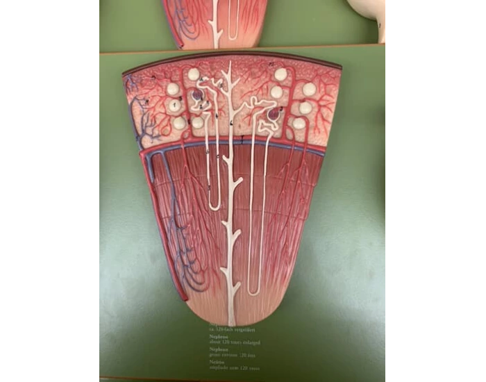 Nephron Worksheet.pdf Nephron: Tubules & Blood vessels — Printable Worksheet