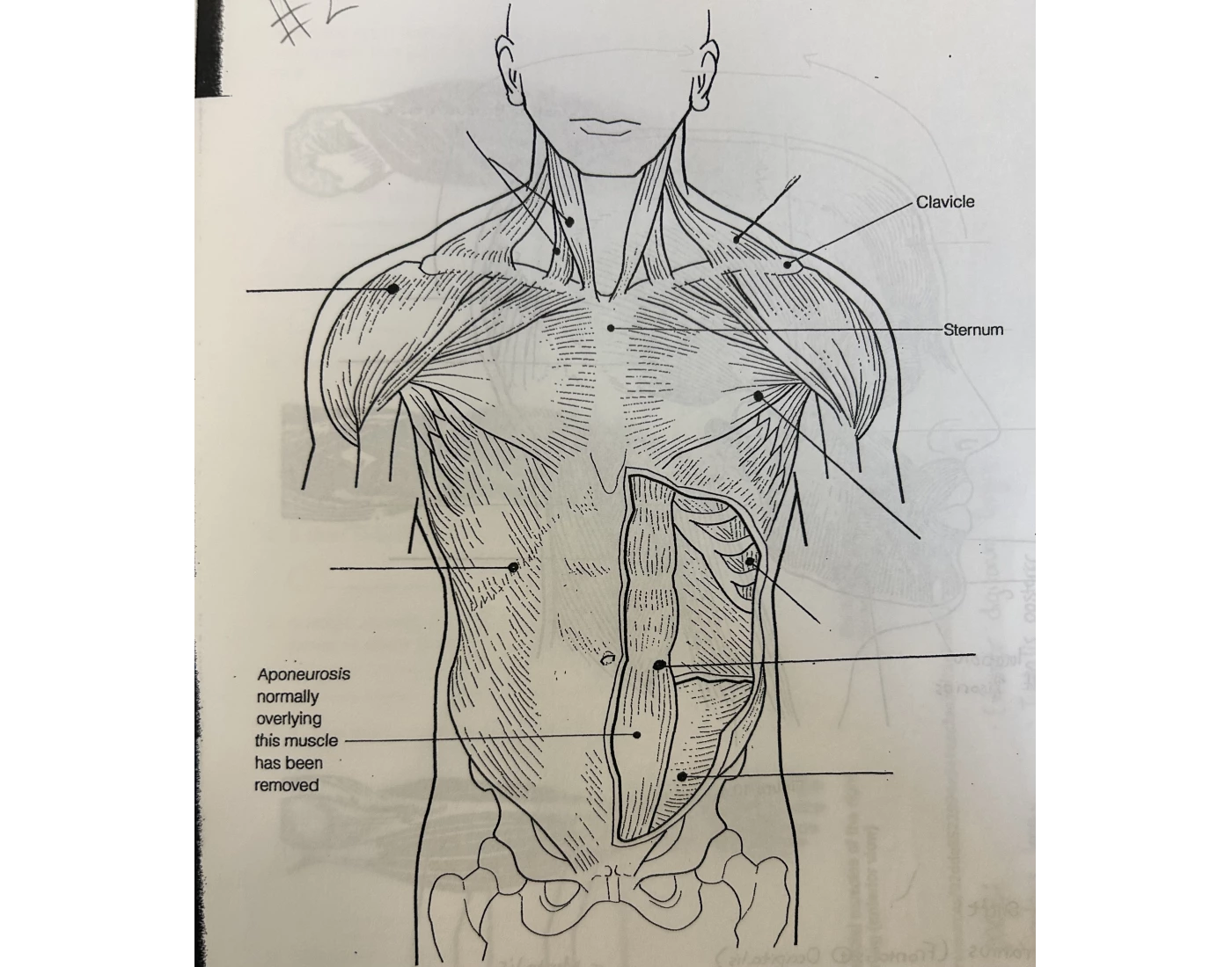 Front muscles Quiz