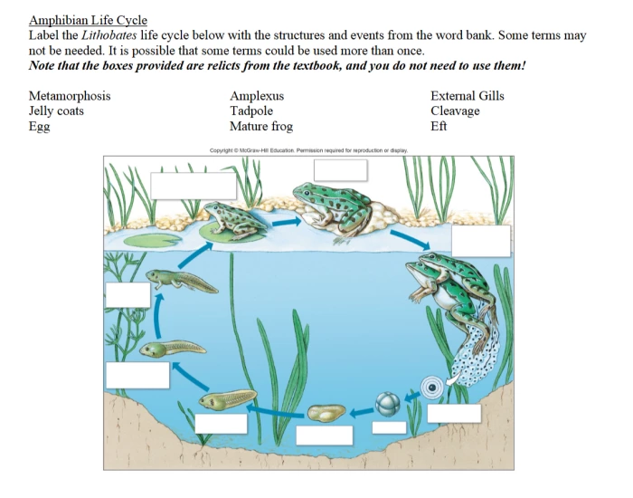 Metamorphosis Worksheet.pdf Amphibian Life Cycle — Printable Worksheet