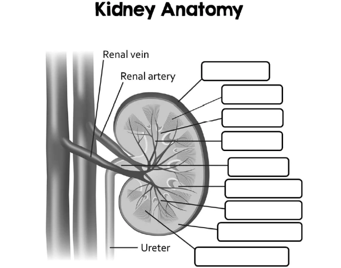 Renal Worksheet.pdf Kidney Anatomy Diagram Labeling — Printable Worksheet