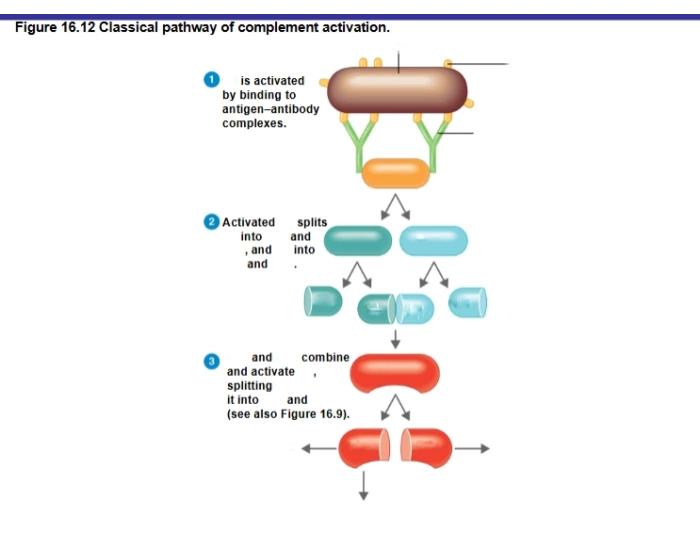 Classical Pathway of Complement Activation Quiz