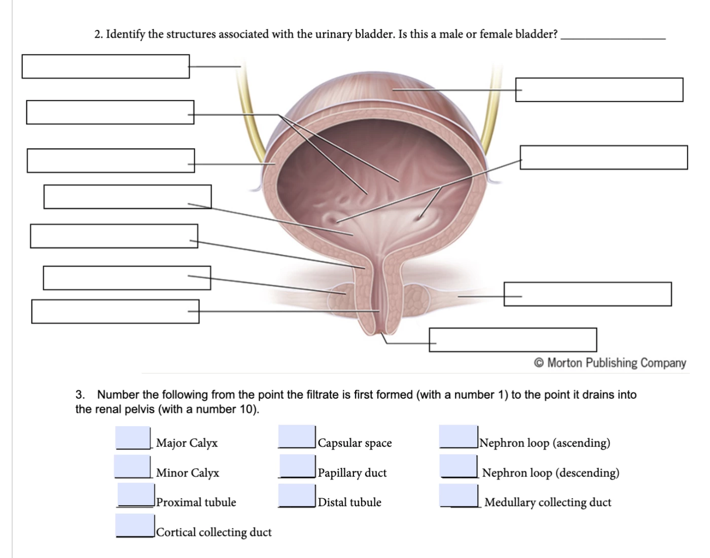 Bladder Game label the urinary bladder and name the flow — Printable Worksheet