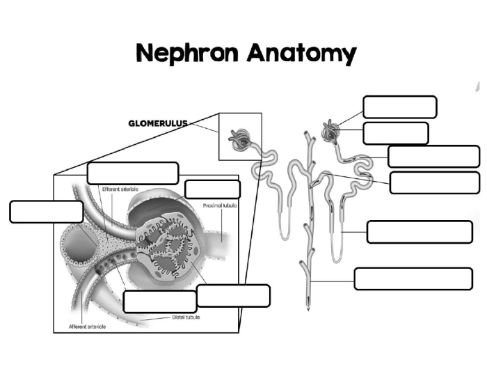 Nephron Worksheet.pdf Nephron Anatomy Diagram Labeling — Printable Worksheet