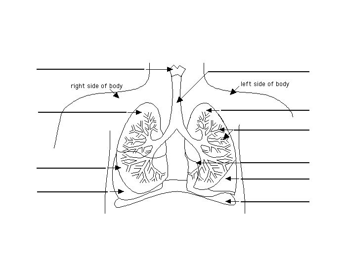 Human Lungs Anatomy Quiz