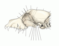 Canine Skull